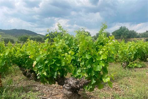 Artesiete Caudalia interior